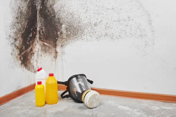 Best Commercial Mold Inspection  in Laguna Beach, FL